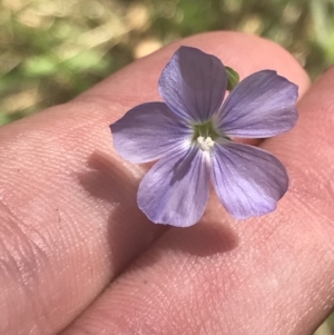 Linum marginale at Rendezvous Creek, ACT - 10 Jan 2022