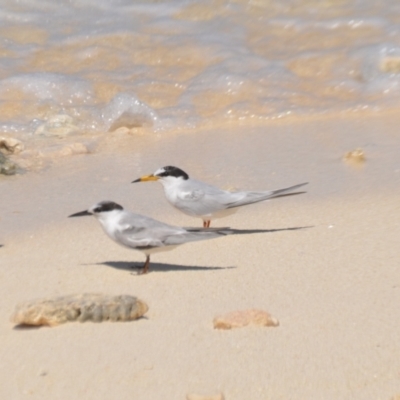 Sternula albifrons (Little Tern) at Coral Sea, QLD - 1 Apr 2021 by natureguy