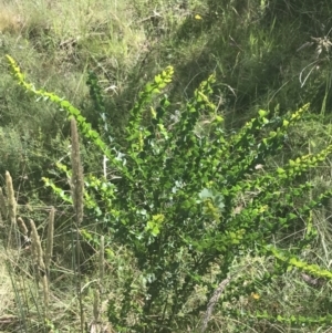 Acacia pravissima at Rendezvous Creek, ACT - 10 Jan 2022 10:32 AM