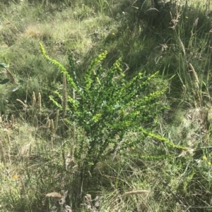 Acacia pravissima at Rendezvous Creek, ACT - 10 Jan 2022