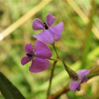 Glycine clandestina (Twining Glycine) at Paddys River, ACT - 14 Jan 2022 by JohnBundock