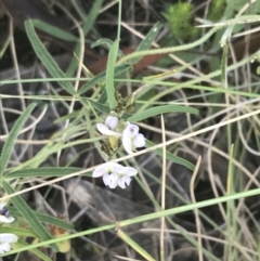 Glycine clandestina (Twining Glycine) at Rendezvous Creek, ACT - 9 Jan 2022 by Tapirlord