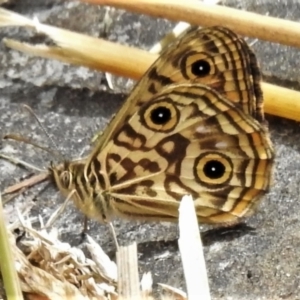 Geitoneura acantha at Paddys River, ACT - 14 Jan 2022