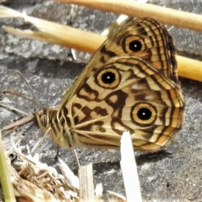 Geitoneura acantha (Ringed Xenica) at Paddys River, ACT - 14 Jan 2022 by JohnBundock