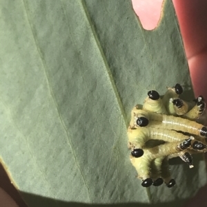 Pseudoperga sp. (genus) at Rendezvous Creek, ACT - 10 Jan 2022