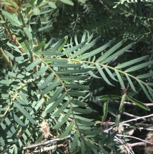 Polyscias sambucifolia subsp. Short leaflets (V.Stajsic 196) Vic. Herbarium at Rendezvous Creek, ACT - 10 Jan 2022