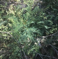 Polyscias sambucifolia subsp. Short leaflets (V.Stajsic 196) Vic. Herbarium at Rendezvous Creek, ACT - 10 Jan 2022 10:38 AM