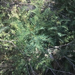 Polyscias sambucifolia subsp. Short leaflets (V.Stajsic 196) Vic. Herbarium at Rendezvous Creek, ACT - 10 Jan 2022 10:38 AM