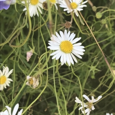 Brachyscome aculeata (Hill Daisy) at Rendezvous Creek, ACT - 9 Jan 2022 by Tapirlord