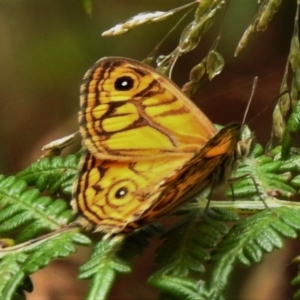 Geitoneura acantha at Paddys River, ACT - 14 Jan 2022