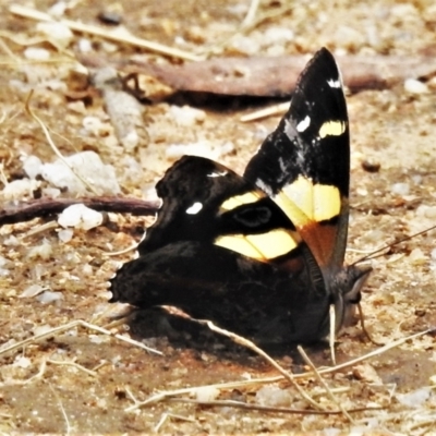 Vanessa itea (Yellow Admiral) at Paddys River, ACT - 14 Jan 2022 by JohnBundock