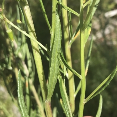 Senecio interpositus (A Fireweed) at Rendezvous Creek, ACT - 10 Jan 2022 by Tapirlord