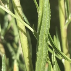 Senecio interpositus at Rendezvous Creek, ACT - 10 Jan 2022