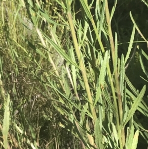 Senecio interpositus at Rendezvous Creek, ACT - 10 Jan 2022