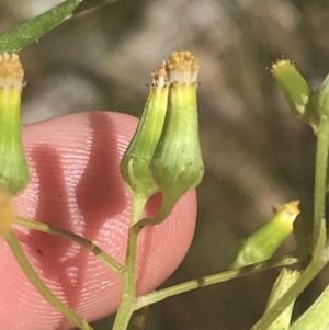 Senecio interpositus at Rendezvous Creek, ACT - 10 Jan 2022