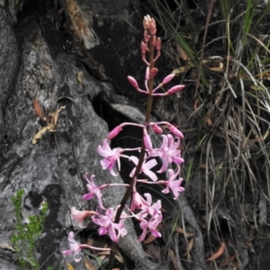 Dipodium roseum at Paddys River, ACT - suppressed