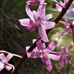 Dipodium roseum at Paddys River, ACT - suppressed