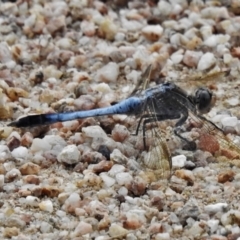 Orthetrum caledonicum (Blue Skimmer) at Paddys River, ACT - 14 Jan 2022 by JohnBundock