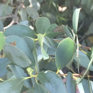 Eucalyptus stellulata at Rendezvous Creek, ACT - 10 Jan 2022