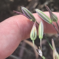 Thysanotus tuberosus subsp. tuberosus (Common Fringe-lily) at Rendezvous Creek, ACT - 10 Jan 2022 by Tapirlord