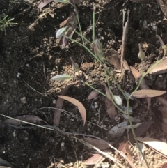 Thysanotus tuberosus subsp. tuberosus at Rendezvous Creek, ACT - 10 Jan 2022 10:46 AM