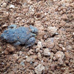 Pseudophryne bibronii at Yaouk, NSW - suppressed