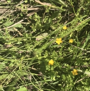 Hypericum japonicum at Rendezvous Creek, ACT - 10 Jan 2022