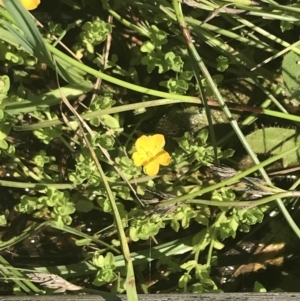 Hypericum japonicum at Rendezvous Creek, ACT - 10 Jan 2022