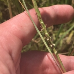 Hemarthria uncinata (Matgrass) at Rendezvous Creek, ACT - 10 Jan 2022 by Tapirlord