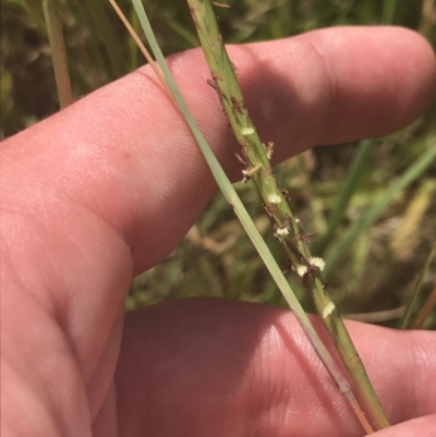 Hemarthria uncinata (Matgrass) at Rendezvous Creek, ACT - 10 Jan 2022 by Tapirlord