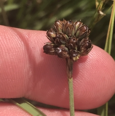 Juncus falcatus (Sickle-leaf Rush) at Rendezvous Creek, ACT - 10 Jan 2022 by Tapirlord