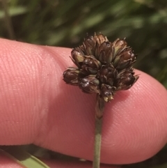 Juncus falcatus at Rendezvous Creek, ACT - 10 Jan 2022 11:11 AM