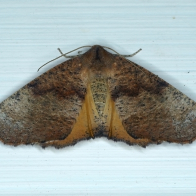 Mnesampela privata (Autumn Gum Moth) at Ainslie, ACT - 13 Jan 2022 by jbromilow50