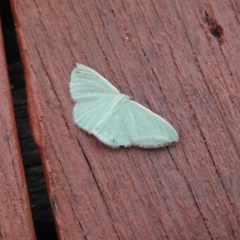 Chlorocoma (genus) at Carwoola, NSW - 1 Jan 2022