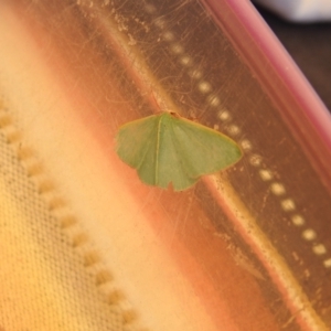 Chlorocoma (genus) at Carwoola, NSW - 2 Jan 2022