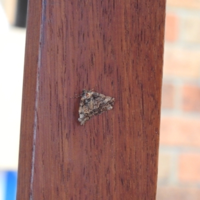 Cryphaea xylina (Woodland Geometrid) at Carwoola, NSW - 2 Jan 2022 by Liam.m