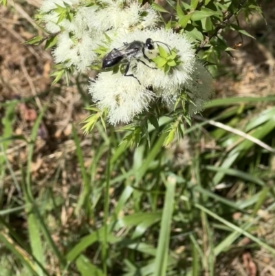 Sphex sp. (genus) (Unidentified Sphex digger wasp) at Murrumbateman, NSW - 14 Jan 2022 by SimoneC