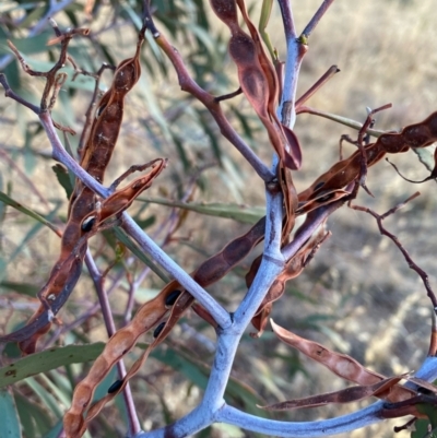 Acacia pycnantha (Golden Wattle) at Fentons Creek, VIC - 12 Jan 2022 by KL