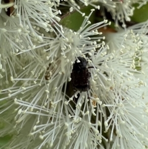 Microvalgus sp. (genus) at Murrumbateman, NSW - 14 Jan 2022