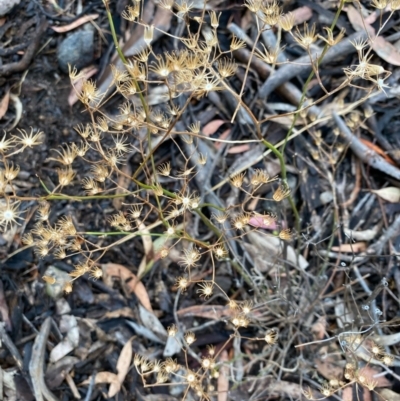 Unidentified Daisy at Fentons Creek, VIC - 13 Jan 2022 by KL