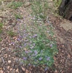 Medicago sativa at Ainslie, ACT - 14 Jan 2022