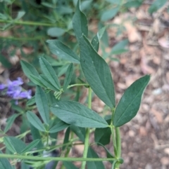 Medicago sativa at Ainslie, ACT - 14 Jan 2022