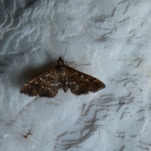 Nacoleia rhoeoalis at McKellar, ACT - suppressed