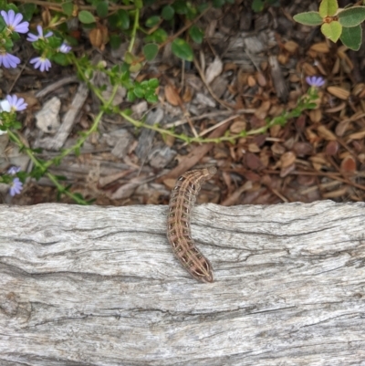 Hippotion scrofa (Coprosma Hawk Moth) at Hackett, ACT - 9 Jan 2022 by WalterEgo