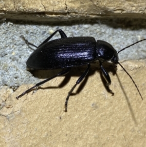 Metistete pimeloides at Jerrabomberra, NSW - 14 Jan 2022