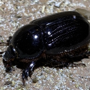 Dynastinae (subfamily) at Jerrabomberra, NSW - 14 Jan 2022