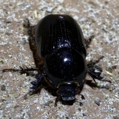 Dynastinae (subfamily) at Jerrabomberra, NSW - 14 Jan 2022