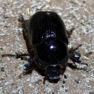 Dynastinae (subfamily) at Jerrabomberra, NSW - 14 Jan 2022