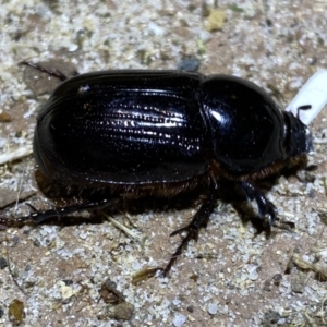 Dynastinae (subfamily) at Jerrabomberra, NSW - 14 Jan 2022