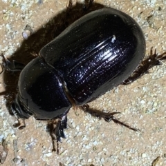 Dynastinae (subfamily) at Jerrabomberra, NSW - 14 Jan 2022